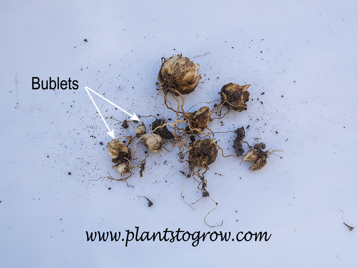 bulbsAsiatic Lily Plants To Grow Plants Database by Paul S. Drobot